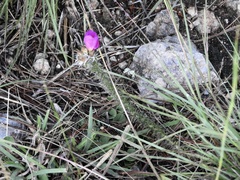 Portulaca eruca