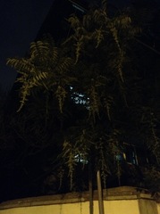 Toona sinensis