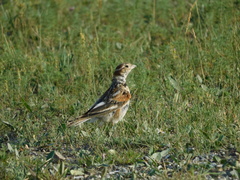 Melanocorypha mongolica