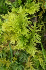 Thuidium assimile
