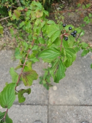 Cornus sanguinea