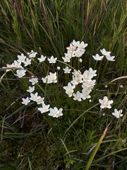 Parnassia cirrata intermedia