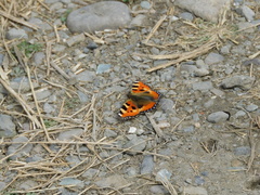 Aglais urticae