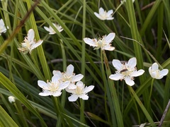 Parnassia cirrata intermedia