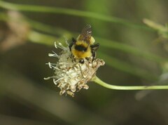 Bombus zonatus
