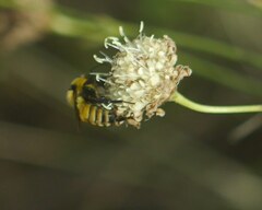 Bombus zonatus