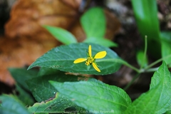 Indocypraea montana
