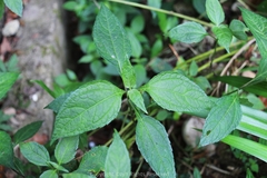 Indocypraea montana