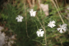Dianthus petraeus