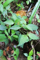 Indocypraea montana