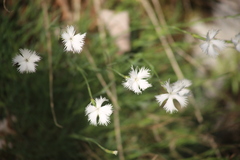 Dianthus petraeus