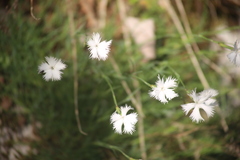 Dianthus petraeus