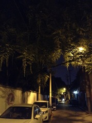 Toona sinensis