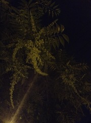 Toona sinensis
