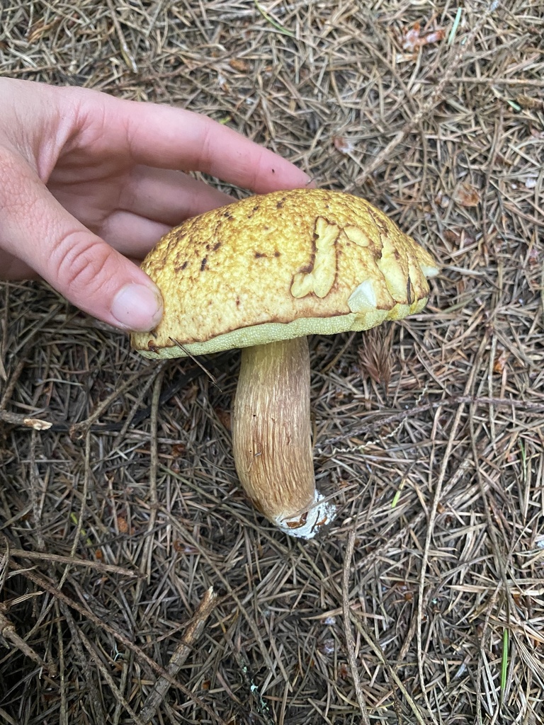 Boletus fibrillosus from Point Reyes National Seashore, Inverness, CA, US on August 21, 2022 at