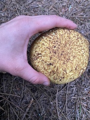 Boletus fibrillosus