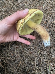 Boletus fibrillosus