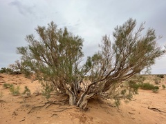 Haloxylon ammodendron