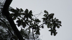 Pseudobombax septenatum