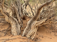 Haloxylon ammodendron