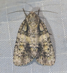 Acronicta ovata