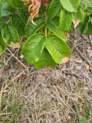 Rosa rugosa