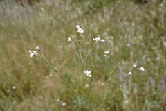 Asperula supina