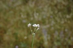 Asperula supina