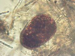 Euglena sanguinea