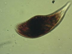 Euglena sanguinea