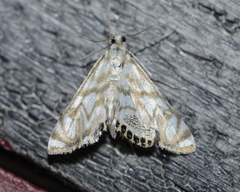 Neocataclysta magnificalis