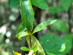 Mandevilla torosa