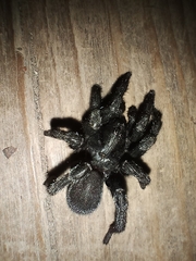 Amblyocarenum walckenaeri