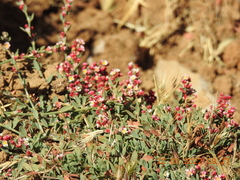 Polygonum cedrorum
