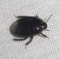 Cydninae