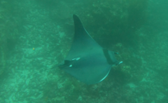 Mobula thurstoni