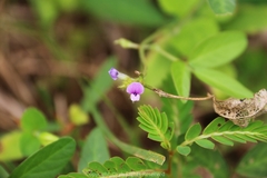 Glycine max soja