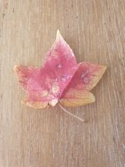 Liquidambar styraciflua