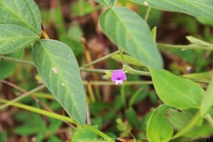 Glycine max soja