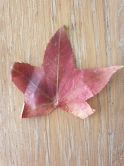 Liquidambar styraciflua