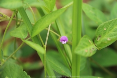 Glycine max soja