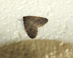 Operophtera occidentalis