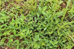 Glycine max soja
