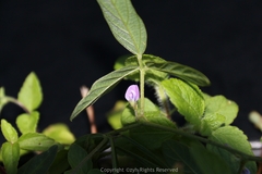 Glycine max soja