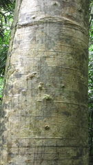 Cavanillesia platanifolia