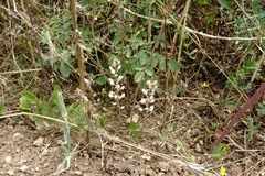 Alyssum hirsutum
