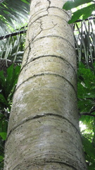 Cavanillesia platanifolia