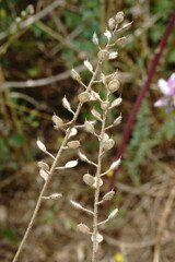 Alyssum hirsutum