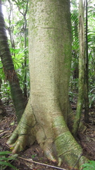 Cavanillesia platanifolia