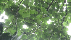 Cavanillesia platanifolia